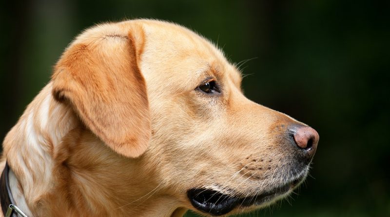 Dog Training methods to adopt