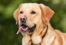 Training your dog : The basic commands NAME, SIT & STAY