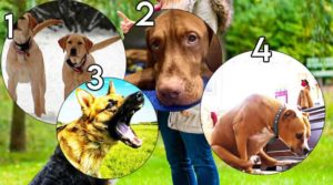 4 behaviours dog training