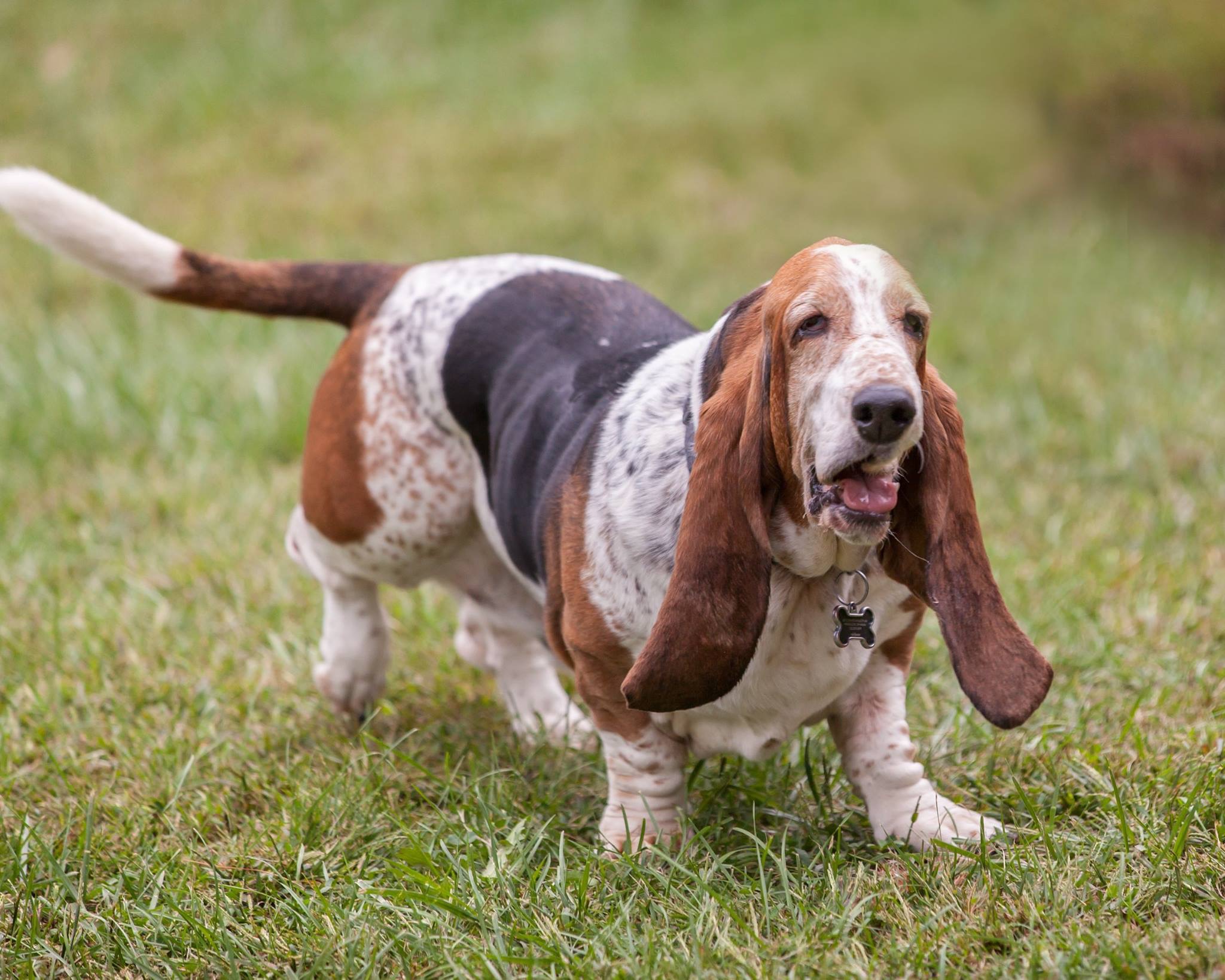 hardest dogs to train Basset Hounds