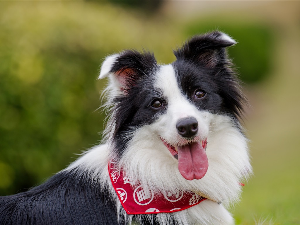 Easiest dogs to train Border Collie