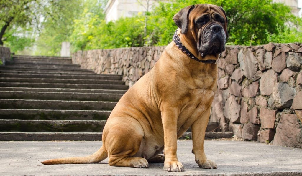 hardest dogs to train Bull Mastiff