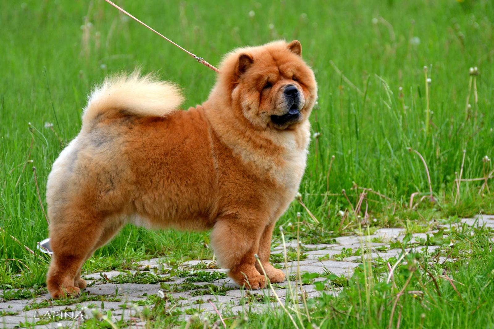 hardest dogs to train Chow Chow