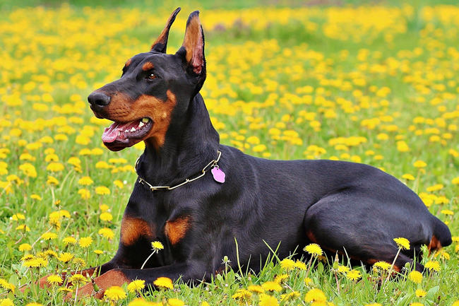 Easiest dogs to train Doberman Pinsher