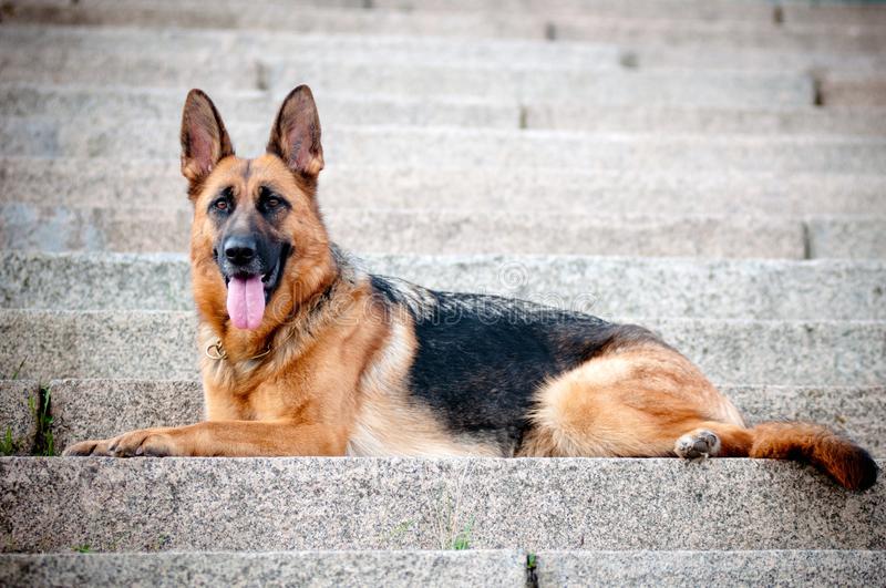 Easiest dogs to train German Shepherd