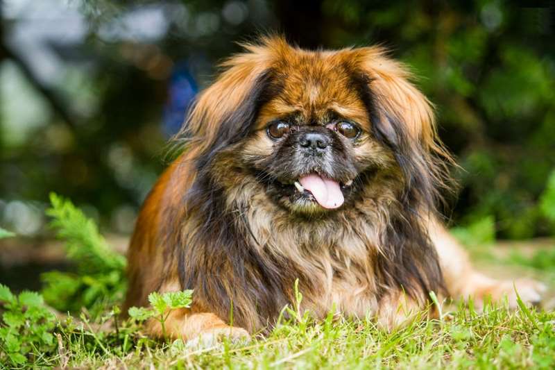 hardest dog to train Pekingese