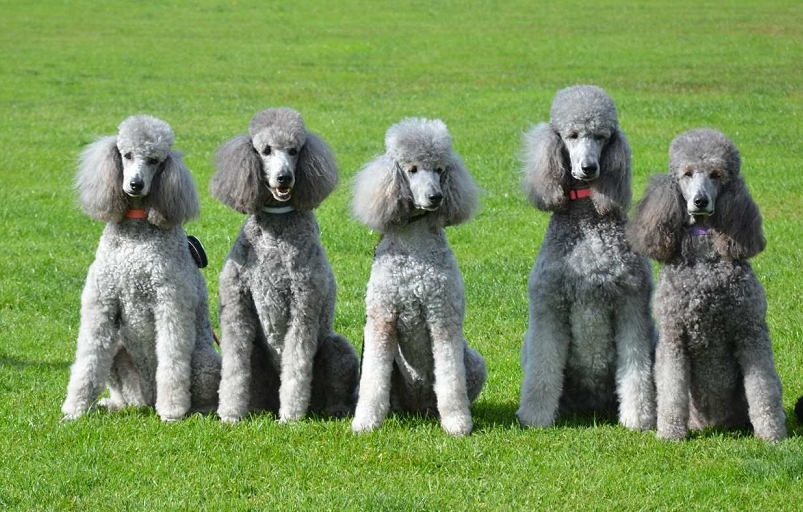 Easiest dogs to train Poodles