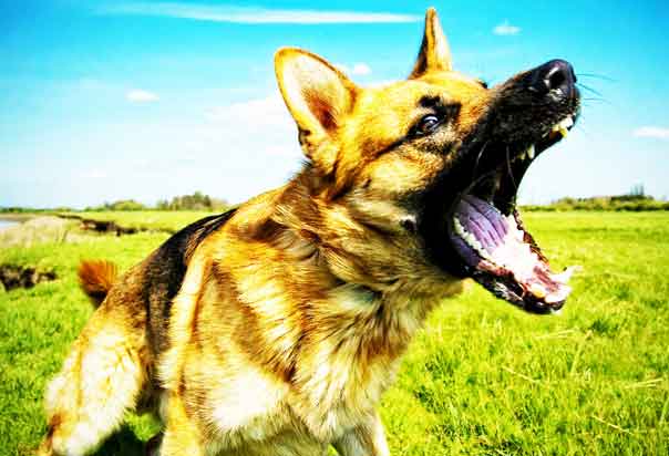 dog training excessive barking