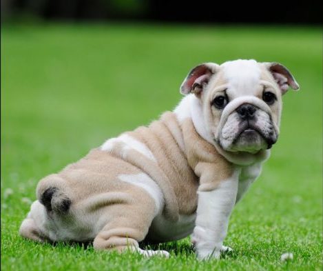 hardest dogs to train bulldog