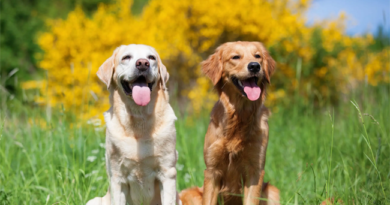 Dog training Golden retriever