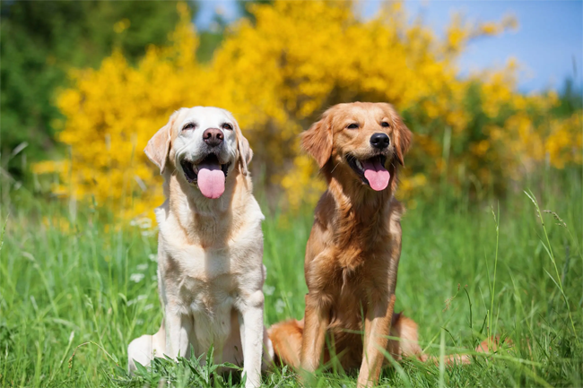Dog training Golden retriever