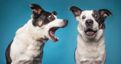 Why dogs bark at each other
