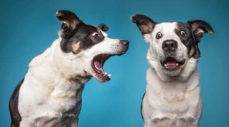 Why dogs bark at each other