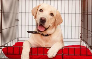 crate training for dogs