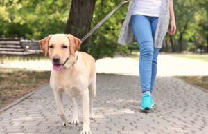 walk dog with leash