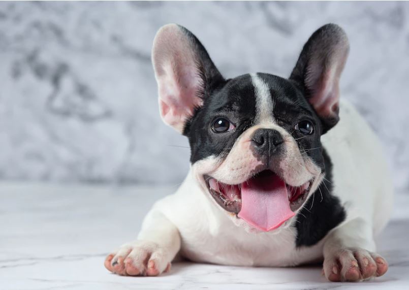 How to Train a French Bulldog? iTrainMyDog