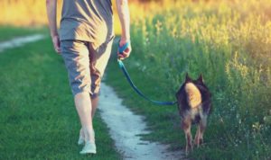 1. teach your dog to walk on a leash without pulling