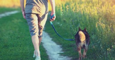1. teach your dog to walk on a leash without pulling