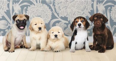 socialization for puppies