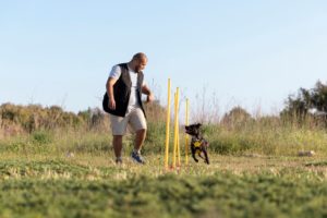 reactive dog training