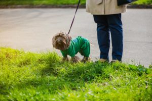 How to Train a Puppy to Pee Outside