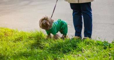 How to Train a Puppy to Pee Outside