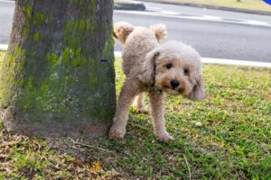 how to potty train puppy to go outside